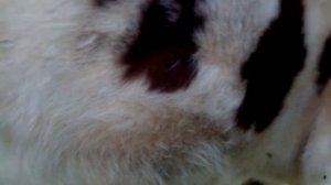 ОТЕЧНОСТЬ ВЫМЕНИ У КОРОВ!! ОЧЕНЬ ПРОСТОЙ СПОСОБ РЕШЕНИЯ! БЕЗ ВЕТ ПРЕПАРАТОВ!!