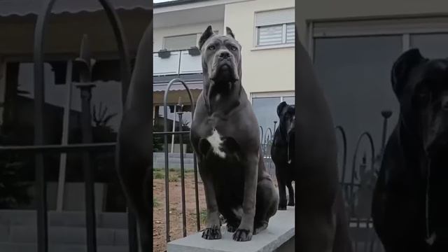 Ещё один идеальный сторож породы кане-корсо