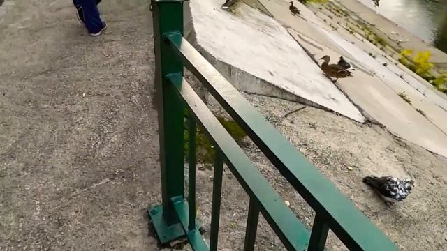 ?НАШЕСТВИЕ УТОЧЕК?В НОВОКУЗНЕЦКЕ ?️ РЕМОНТ МОСТА? ПРОГУЛКА ? смотреть онлайн