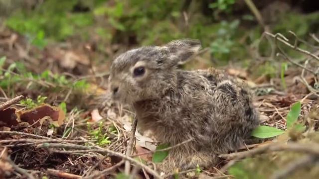 Летела Лебёдка Надежда Крыгина Коллаж смотреть онлайн