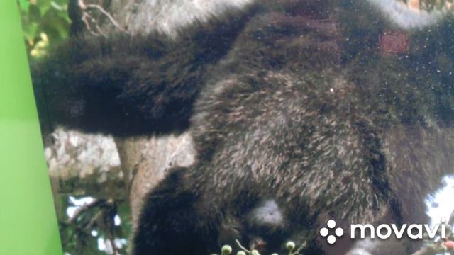 Угадай животное смотреть онлайн