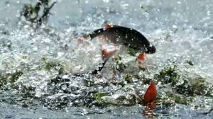 Как ловить карася в марте? На что ловится карась в марте? Где ловить карася в марте?