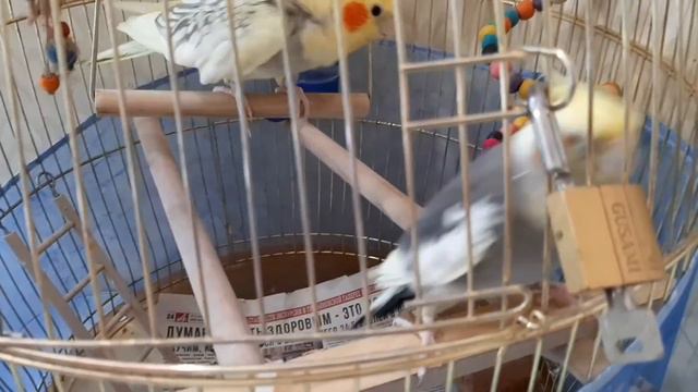 Удивила, восхитила меня, моя орхидея- сюрприз.Забавные кореллы. смотреть онлайн