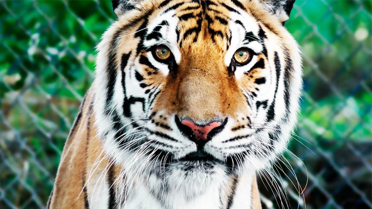 Парящий тигр (2022) фильм семейный смотреть онлайн