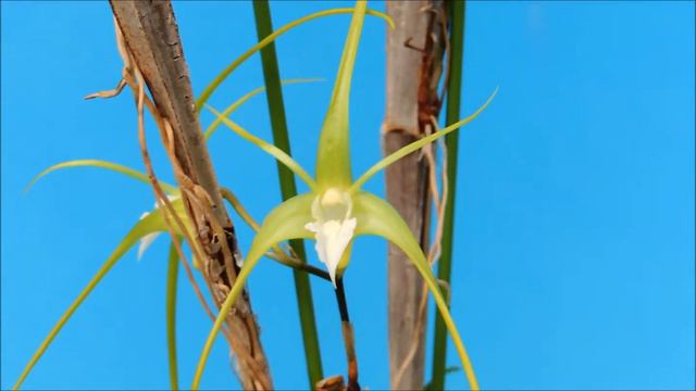 Dendrobium tetragonum fma. album (orchid) смотреть онлайн