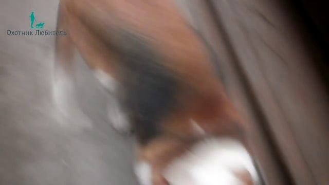 Выжлец или выжловка? Выбор собаки смотреть онлайн