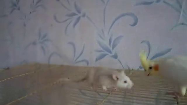мои питомцы смотреть онлайн