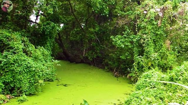 #Manas# #National# #Park# #Assam#(At a Glance). смотреть онлайн