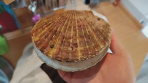 Сбор морепродуктов. Гребешок, морской серый ëж. Остров Сахалин