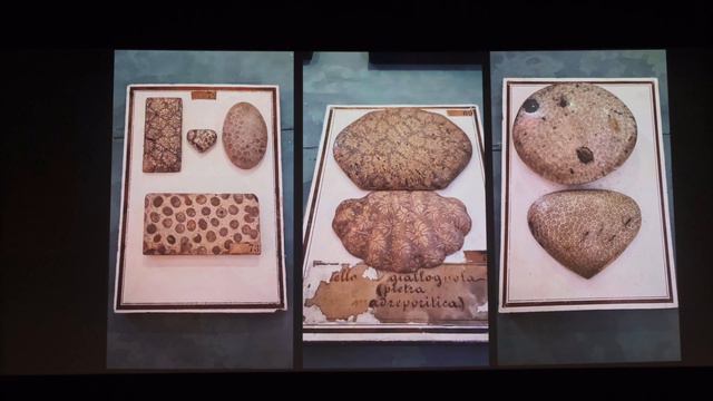 7 ottobre 2023 ⎜LA MERAVIGLIOSA NATURA DI ULISSE ALDROVANDI смотреть онлайн