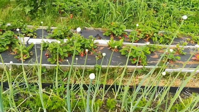 Дачный влог: Встречаю июль на даче! Море клубники ? Какие изменения на участке.