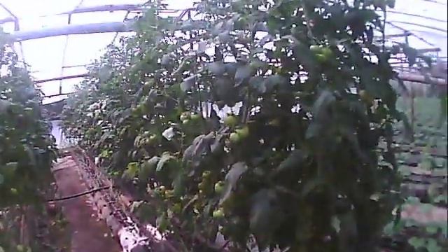 опыление томатов 25 августа смотреть онлайн