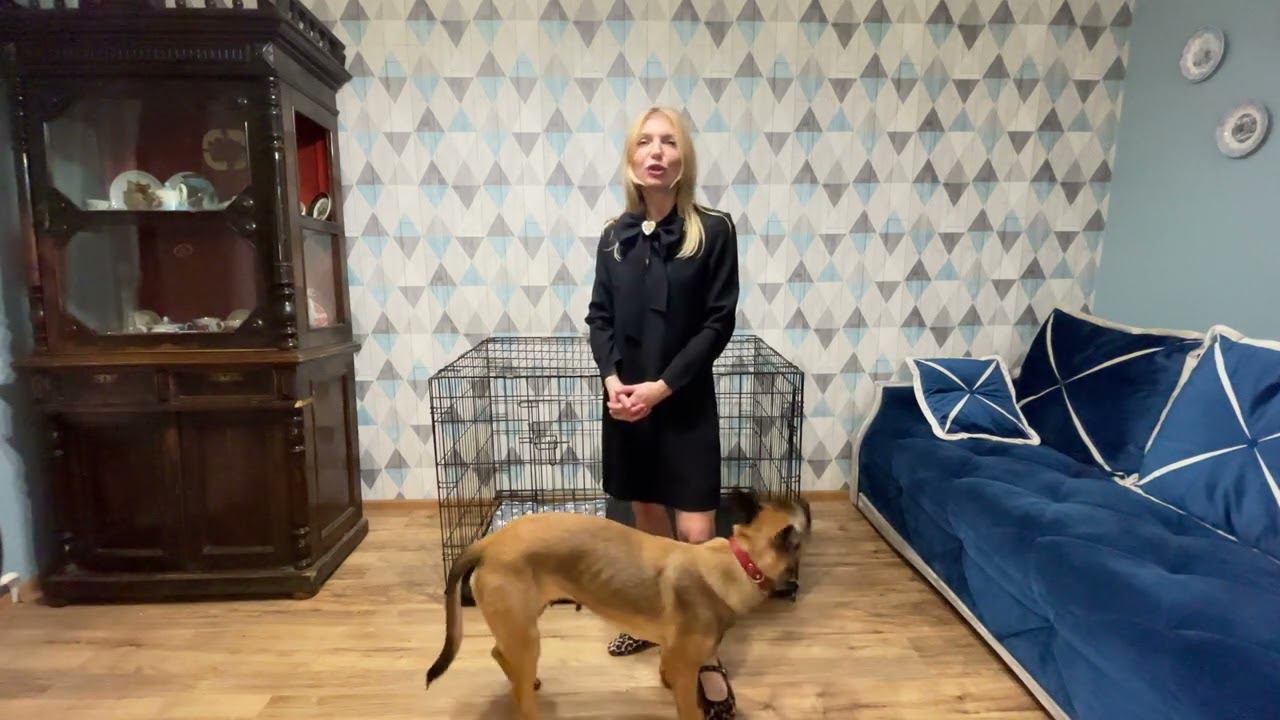 Нужна ли в квартире клетка для собаки? смотреть онлайн