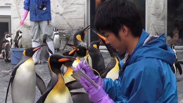 *Япония.Хоккайдо*_ 6 ЗООПАРК АСАХИЯМА. г.Асахикава смотреть онлайн