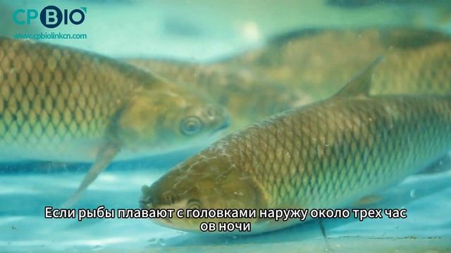 Как определить степень кислородного голодания у рыб?#animals #animalhealth смотреть онлайн