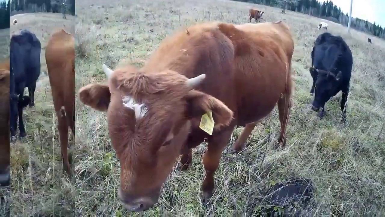 Электропастух в селе. смотреть онлайн