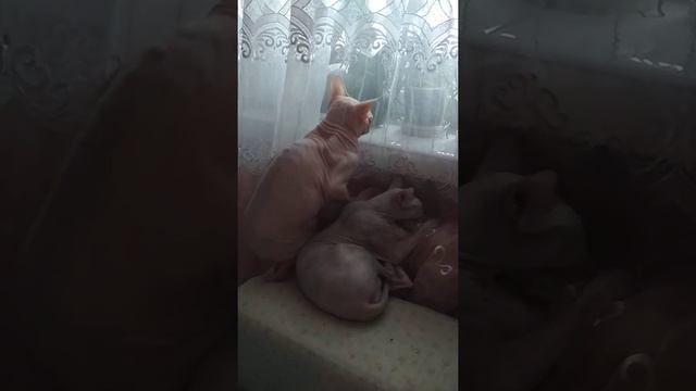 Сфинксы:"батарея наше все")) смотреть онлайн