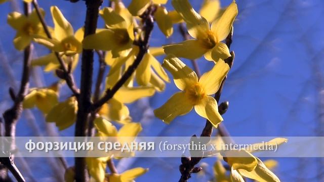 форзиция средняя смотреть онлайн