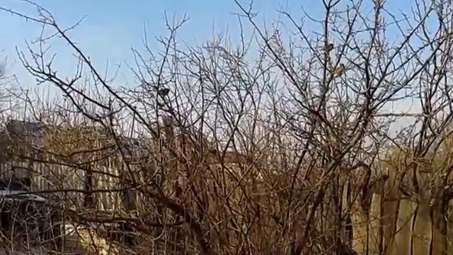 Кот впервые увидел снег смотреть онлайн