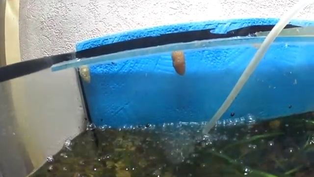 Бешенная ампулярия