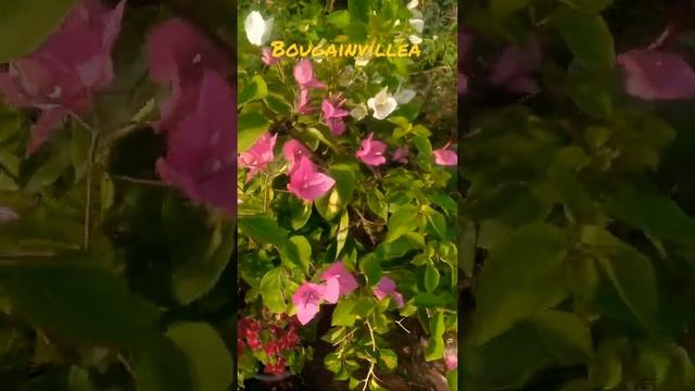 white, red and purple bougainvillea flowering plants in pot# shorts смотреть онлайн