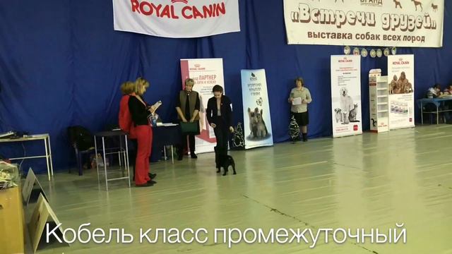 Национальная выставка собак всех пород ранга CAC ЧРКФ Пермь « Встреча друзей-2017» 09.12.2017г. смотреть онлайн