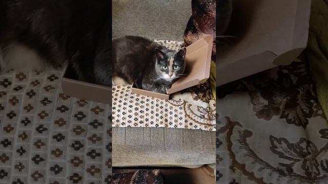 коробочка по размеру | box size смотреть онлайн