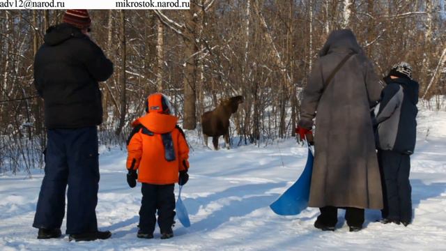 HD лось в Лосином Острове, Москва смотреть онлайн