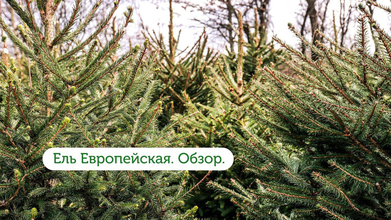 Обзор ели Европейской. Русская ель. смотреть онлайн