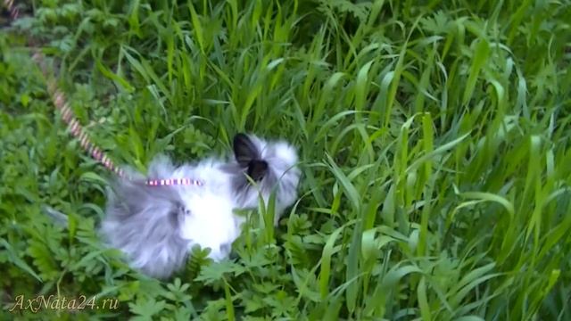 Декоративный кролик Юстас на прогулке со шлейкой. смотреть онлайн