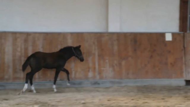 HF von Foundation/Damon Hill/De Niro/Sandro Hit смотреть онлайн