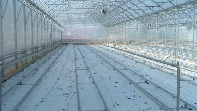NIVA Greenhouses фермерские теплицы смотреть онлайн