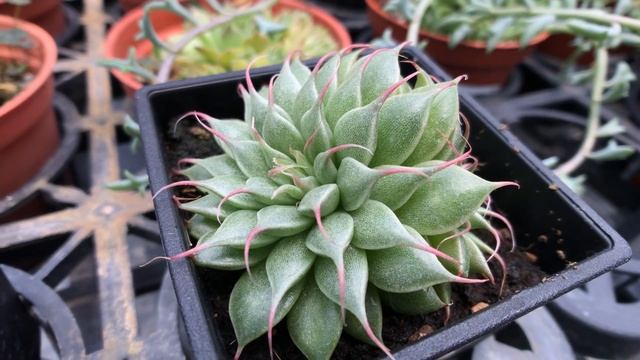 Graptoveria 'Silver Star' 多肉植物圖鑑 銀星