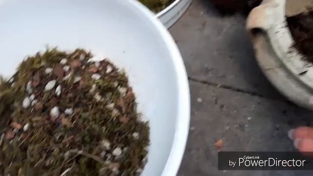 КАК ПОСАДИТЬ ОРХИДЕЮ - мои дендробиумы из Японии ☺ смотреть онлайн