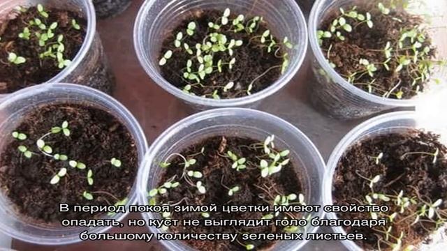 Белопероне — уход в домашних условиях смотреть онлайн