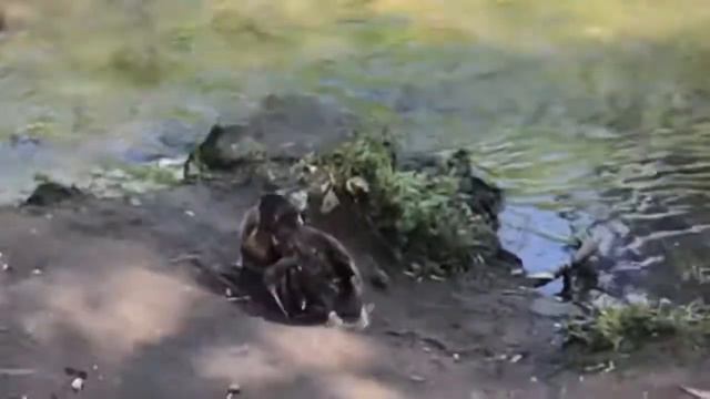Утки р. Студенец смотреть онлайн