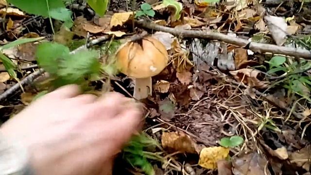 БЕЛЫЕ ГРИБОЧКИ,что селёдка в бочке) смотреть онлайн