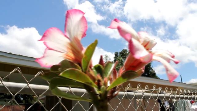 flowers and shit смотреть онлайн