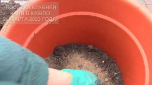ПОСАДКА КЛУБНЕЙ КАНН В КАШПО И В ГРУНТ.  КОНТЕЙНЕРНОЕ ОЗЕЛЕНЕНИЕ.