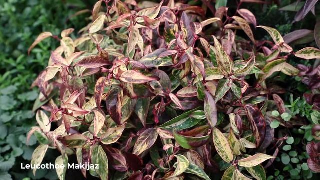 Colorful Coastal Doghobbles: the many Leucothoe varieties смотреть онлайн