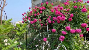 Madame Isaac Pereire -  Rose garden in Taiwan