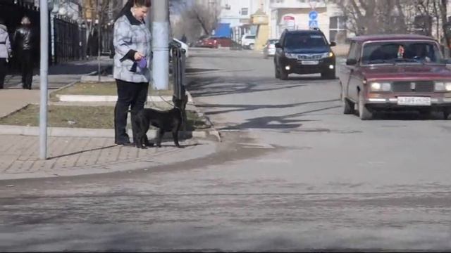 thai ridgeback dog - Elfgrace Thaitis Deep Black Tanita