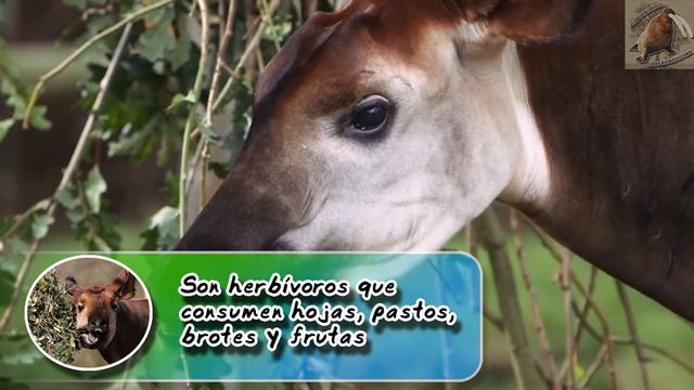 okapi: El unicornio de la criptozoología de África| - documental de animales salvajes смотреть онлайн
