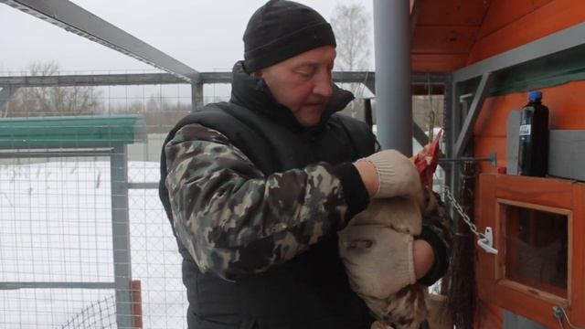 Березовый деготь, для кур. смотреть онлайн