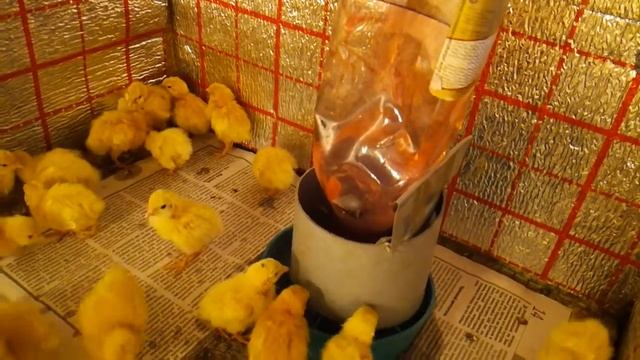Грубые ошибки в разведении перепелов!!!!!!!!