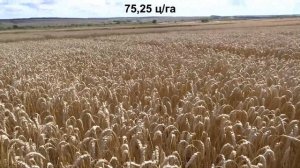 Яровая пшеница, сорт Ликамеро. Нормы высева. 31.07.19.