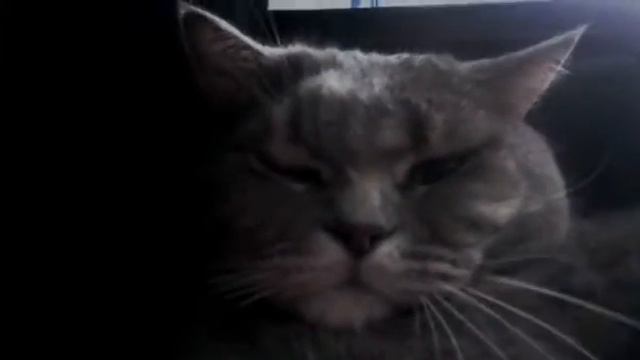 Досмотри до конца Не даю коту спать смотреть онлайн