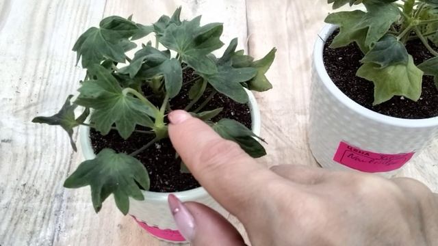 #231.Мои обновки пеларгонии от российского коллекционера Ирины Мусиной. смотреть онлайн