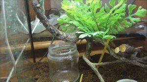 Уход за хамелеоном!