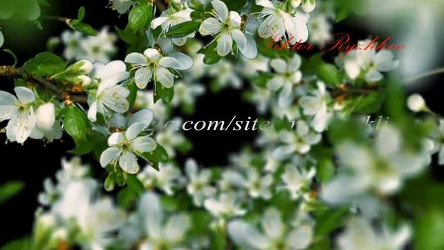 Футажи - Flowers bloom - Preview смотреть онлайн